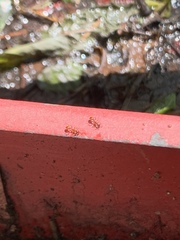 Temnothorax pergandei