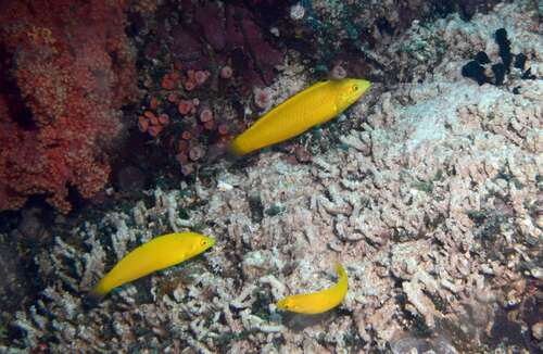Halichoeres chrysus observed 2026-07-18