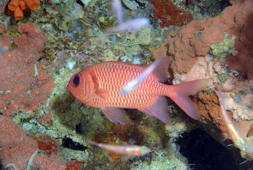 Myripristis hexagona observed 2026-07-18