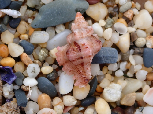 Chicoreus denudatus, 2026-07-28