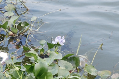 common water hyacinth