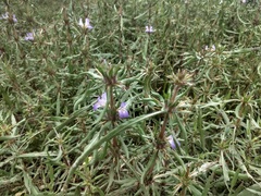 Hygrophila auriculata