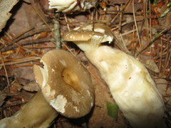 Ampulloclitocybe