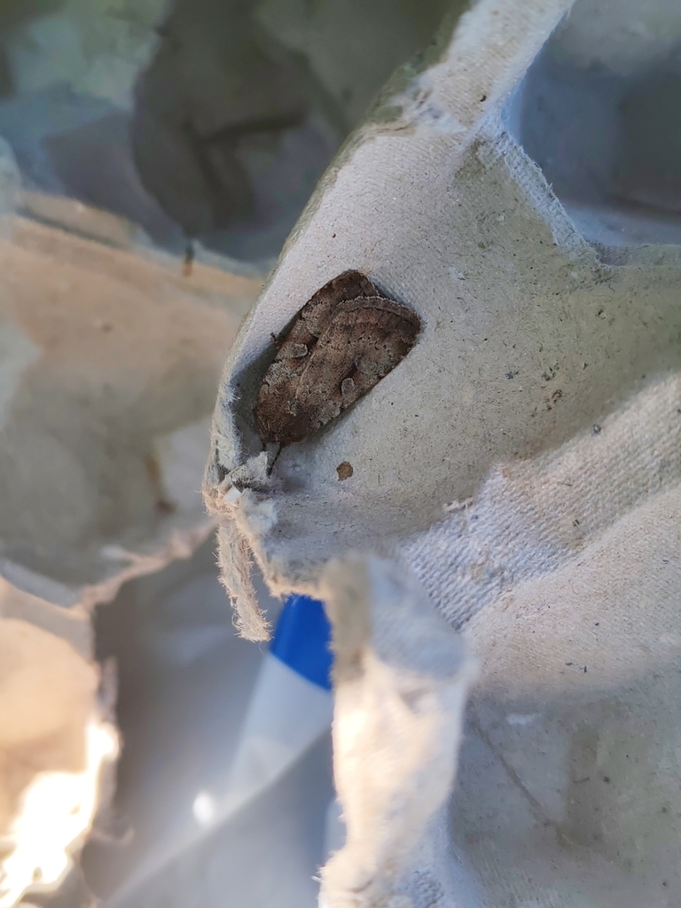 Rosy Marsh Moth