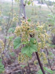 Ribes spicatum