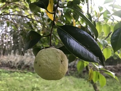 Camellia japonica