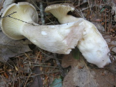 Ampulloclitocybe