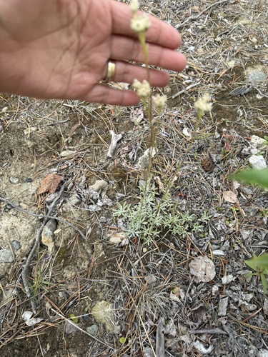 Antennaria microphylla observed 2026-07-28