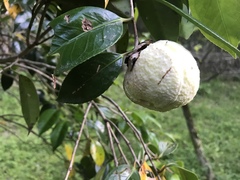 Camellia japonica