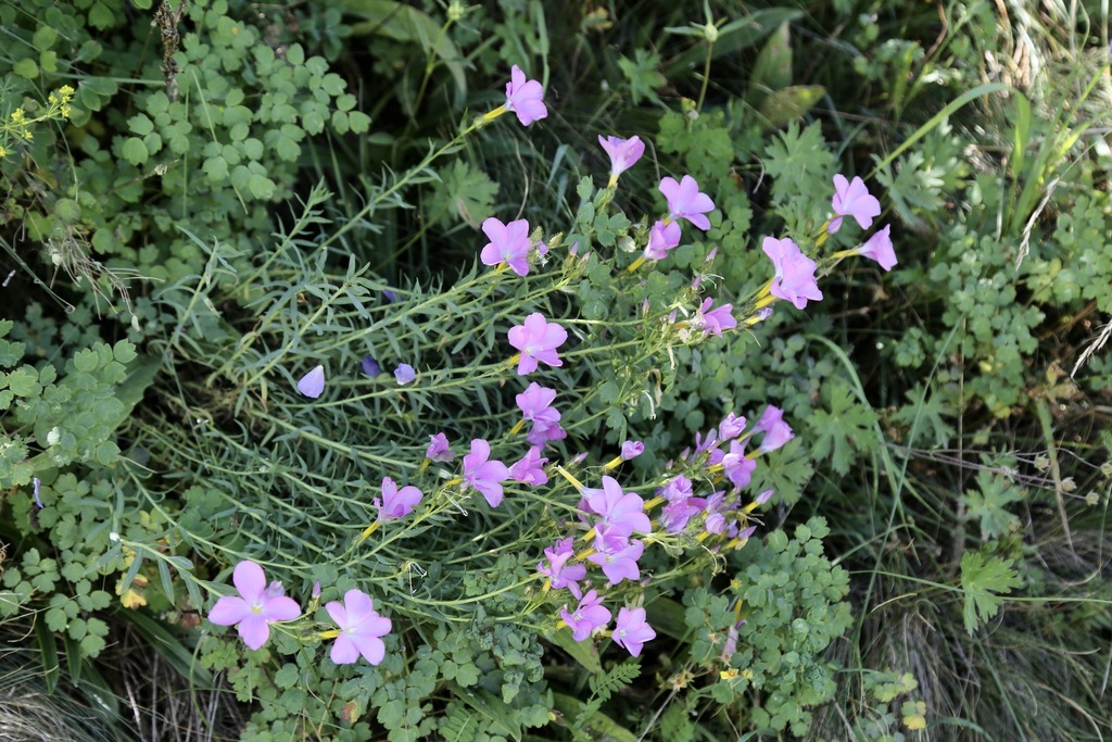 Linum heterosepalum (Linum heterosepalum)
