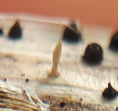 Acrospermum compressum