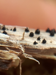 Acrospermum compressum