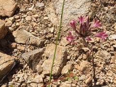 Allium parishii
