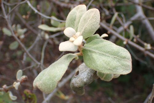 Erianthemum dregei, photograph 2