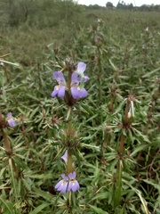 Hygrophila auriculata