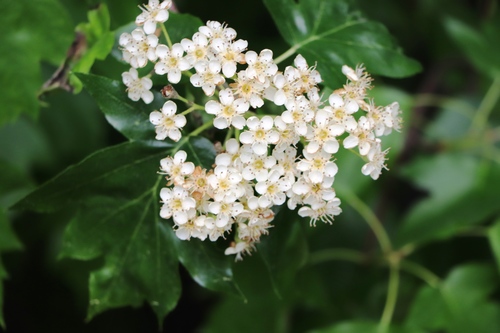 Wild Service-tree