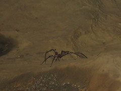 Heteropoda maxima