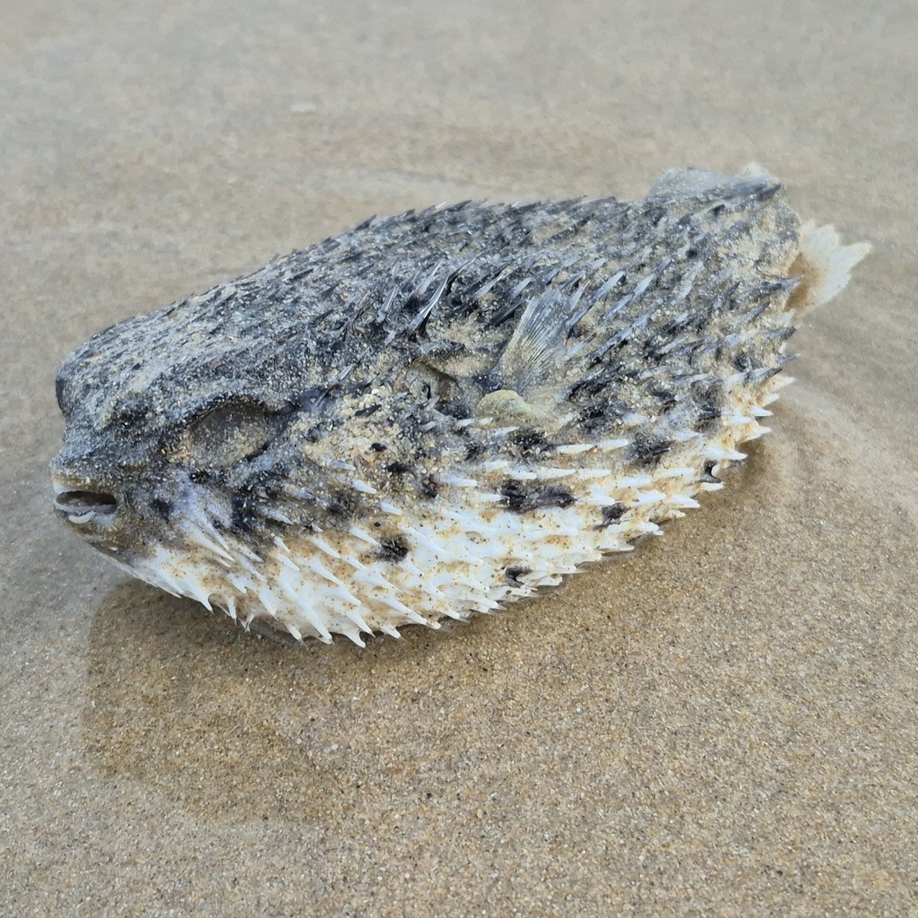 Pelagic Porcupinefish