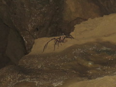 Heteropoda maxima