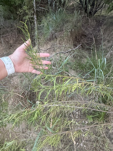 Baccharis neglecta, photograph 6