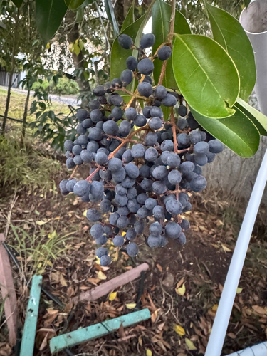 tree privet
