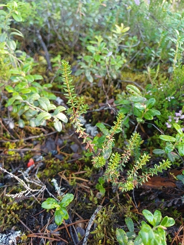 black crowberry
