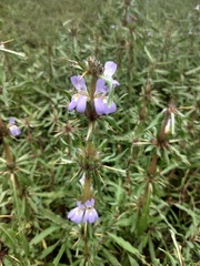 Hygrophila auriculata
