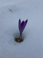 Crocus heuffelianus scepusiensis