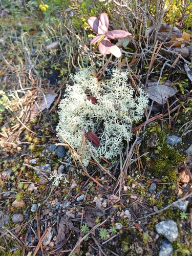 Green Reindeer Lichen