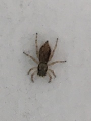 Menemerus bivittatus