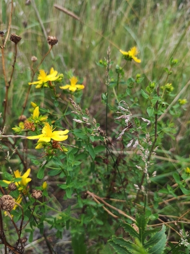Common St. John's Wort