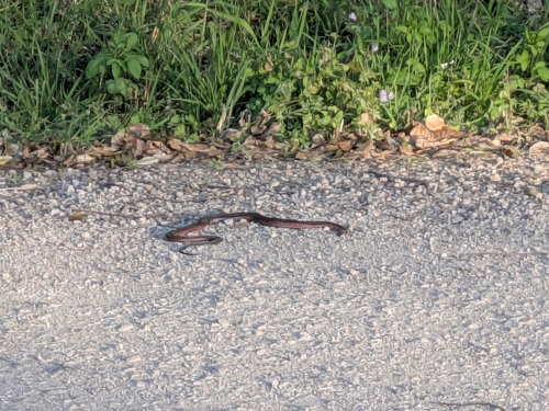 Red-bellied Black Snake