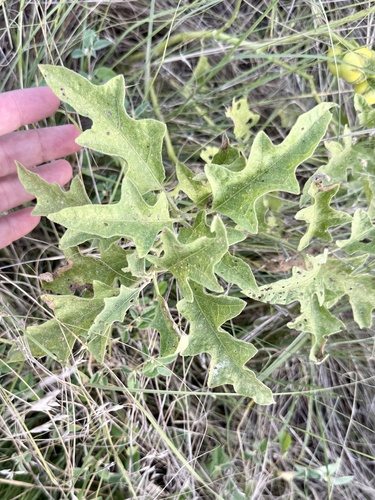 Solanum dimidiatum, photograph 4