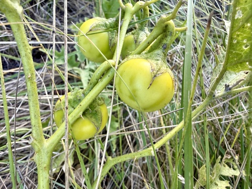 Solanum dimidiatum, photograph 5