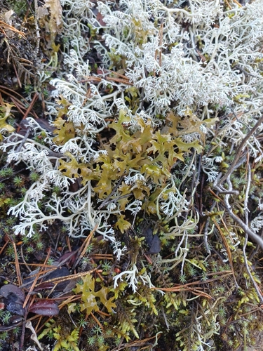 Iceland Lichen