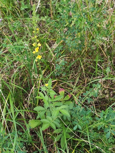 common agrimony