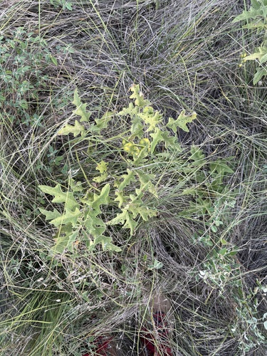 Solanum dimidiatum, photograph 6