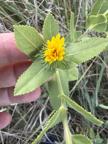 Grindelia adenodonta, photograph 5