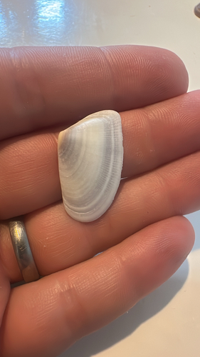 Wedge Clam