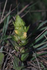 Alectra sessiliflora