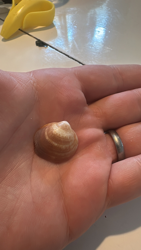 Violet Bittersweet Clam