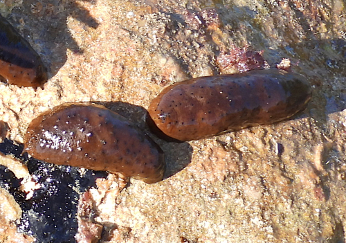 Holothuria difficilis observed 2026-07-29