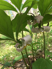 Trillium catesbaei