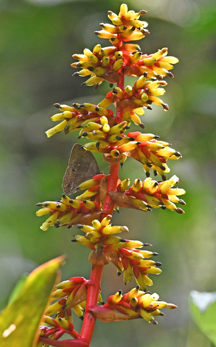 Guzmania testudinis