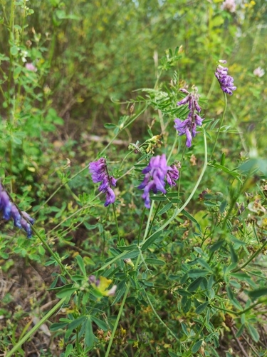tufted vetch