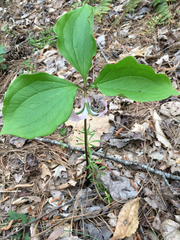Trillium catesbaei