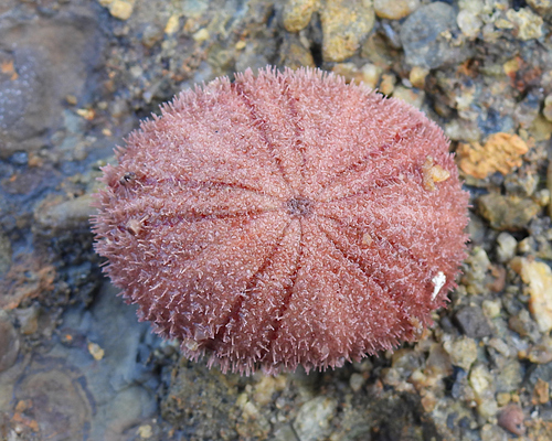 Echinoneus cyclostomus observed 2026-07-29