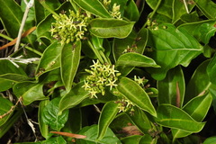 Parsonsia alboflavescens