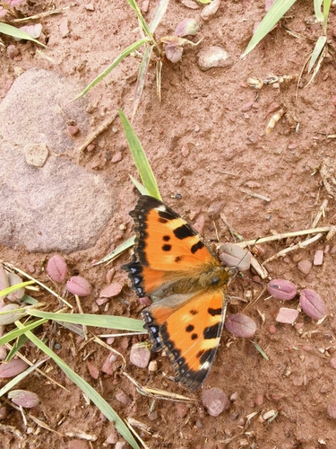 Small Tortoiseshell
