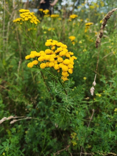 tansy